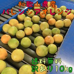 和歌山県有田産　無農薬有機肥料のみ完熟バレンシアオレンジ　10kg M〜Lサイズ 和歌山県有田産 無農薬有機肥料のみ完熟バレンシアオレンジ 10kg M〜L