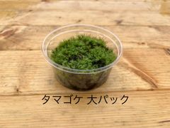 タマゴケ 大パック　 有福MOSS