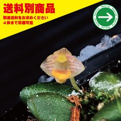 洋蘭 Den lichenustrum