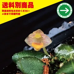 洋蘭 Den lichenustrumのサムネイル