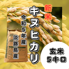 新米 令和5年産 キヌヒカリ  玄米5キロ 淡路島産 産地直送