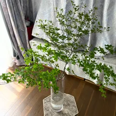 生花❣️ミヤマドウダンツツジ🍀120〜130cm×1本規格‼️のサムネイル