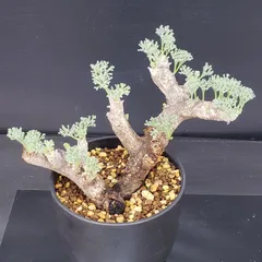 最終値下！一押し残り5株★【実生株】モンソニア ムルチフィダ【採種可能】芽吹き中 ☆残り5株☆【実生株】モンソニア ムルチフィダ【将来採種可能