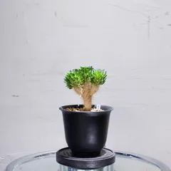 2025年最新】ユーフォルビア ギラウミニアナの人気アイテム - メルカリ