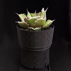 【市松120】植木鉢 プランター スリット メッシュ 水捌け 通気 シンプル プラ鉢 アガベ 塊根 ハオルチア 多肉 観葉植物 創作 作家 メントリザムライ 3Dプリンター鉢 ジャイロイド ドライガーデン おしゃれ