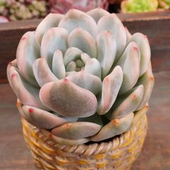 JU022	モンロー錦	【イータニク】多肉植物　韓国苗　第四種郵便発送