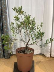オリーブの木アスコランド 花芽 常緑樹 直立性 - メルカリ