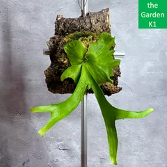 ビカクシダ　コロナリウム〔Tonkla Thin〕 コルク付け4 特大サイズ ビカクシダ コロナリウム〔Tonkla Thin〕 コルク付け4 特大