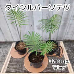2025年最新】ココスヤシ シルバーの人気アイテム - メルカリ