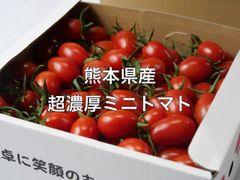 【熊本県産】超濃厚ミニトマト‼️「トマランタン950g」
