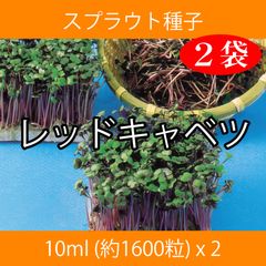 スプラウト種子 S-02 レッドキャベツ 10ml 約1600粒 x 2袋