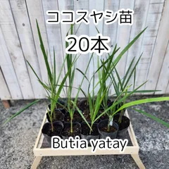 ココスヤシ　抜き苗　引き取り限定　福岡県 楽天市場】【現品発送】ココスヤシ 中株 苗木 W90cm×H90～100cm
