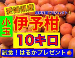伊予柑S玉10キロ  はるかプレゼント