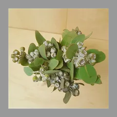 2025年最新】ユーカリ葉の人気アイテム - メルカリ