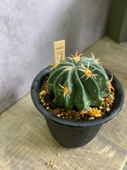 サボテン　フェロカクタス　日の出丸　３号鉢　鉢ごと
