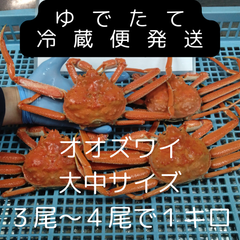 訳ありオオズワイ朝ゆで3尾から4尾で1キロ活時計量冷蔵便　大サイズ