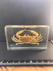樹脂標本（ベニツケガニの仲間）