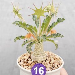 コミフォラ　カタフ　ソマリア　発根済み　良型　現地株　現地球 現品限り】コミフォラ・カタフ ソマリア ピュア 現地株 発根済み