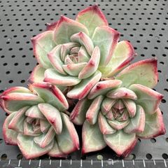2025 New✨多肉植物　ソングフォーユー　韓国苗 ソングフォーユー song for you エケベリア 多肉植物 韓国苗