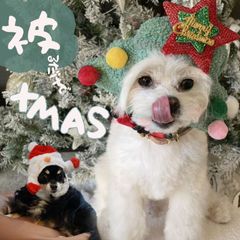 Sページ　【すぐ届く】 犬 帽子 サンタ かわいい ツリー プレゼント ワンコ ニット帽子 サンタクロース サンタ 猫 サンタ帽 かわいい 防寒
