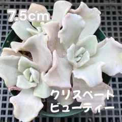❤️専用出品❤️✨メルカリ便✨クリスペートビューティー  ❤️抜き苗❤️パープル札 2025年最新】クリスペートビューティの人気アイテム - メルカリ