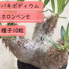 【種子】パキポディウム・ホロンベンセ  種子10粒【送料無料】