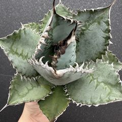 アガベ チタノタ ライオンズメーン ライオンズメイン Agave titanota "Lions mane"
