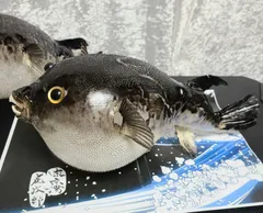 フグ提灯 ふぐ置物 剥製 イシガキフグ - メルカリ