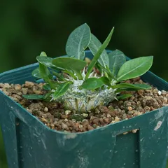 【NRK】N PLANTS R＆Kさま専用恵比寿笑い&エブレネウム合計20株 NRK】N PLANTS R＆Kさま専用恵比寿笑い&エブレネウム合計20株