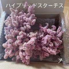 ハイブリッドスターチス