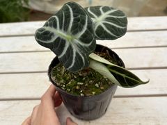 アロカシア・ニンジャ　3.5号　現品限り　耐陰性　個性的　インテリア　グリーン　観葉植物