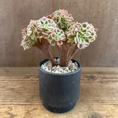 韶秀超大綴化 アエオニウム 多肉植物 抜き苗 名前付き発送 韶秀超大綴化 アエオニウム 多肉植物 抜き苗 名前付き発送