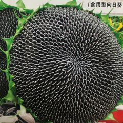 ひまわり 特大 食用向日葵 種 15粒