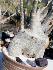 【砂漠の王様】アデニウム ソコトラナム 　Adenium socotranum　現地株　発根済み