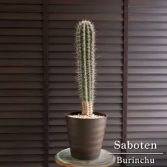 2025年最新】ブリンチュウの人気アイテム - メルカリ