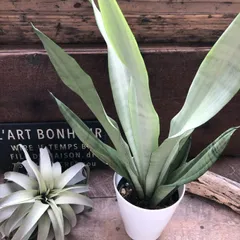 サンスベリア シルバーブルー斑入 S.Silver Blue Var