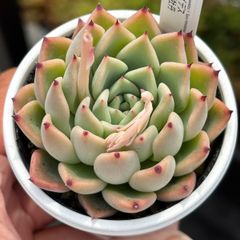 ★オリジナル交配！★アガボイデス×沙羅姫牡丹 多肉植物（抜き苗）自家受粉実生苗 国産