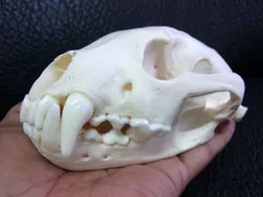 高品質！グリーンイグアナの頭骨 Mサイズ（7.5cm）