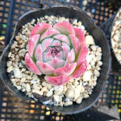 Snow Banny* スノーバニー 多肉植物 - メルカリ