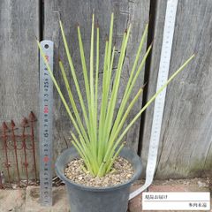 サンスベリア Sansevieria royal crown white v A - メルカリ