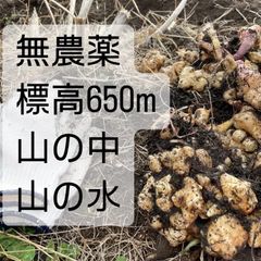 無農薬　無肥料きくいも　1kg以上　菊芋　キクイモ
