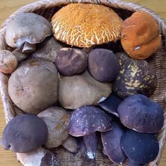 天然きのこ80　ヤマドリタケモドキ、ムラサキヤマドリ、アカヤマドリ、タマゴタケ1kg
