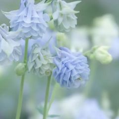 ☆人気品種/リューカデンドロン・デュリフ②/ネイティブ・プランツ/再出品☆ リューカデンドロン デュリフ 5号鉢 | 橋本種苗園