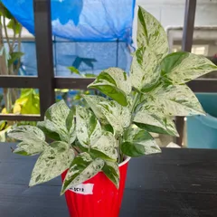 3点セット条件付き値引き　ピンナツム➕斑入りモンステラ➕ピンナツム　バリ 3点セット条件付き値引き ピンナツム➕斑入りモンステラ