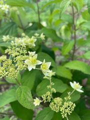 ヌマタクチナシ(八重咲き)4.5寸② - メルカリ