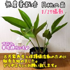 【コンパニオンプランツにも♪】無農薬栽培 月桃の苗④