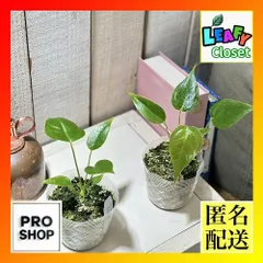 【セール】アンスリウム　ベイチー　No.013　鉢、送料込　メルカリ便 セール】アンスリウム ベイチー No.013 鉢、送料込 メルカリ便