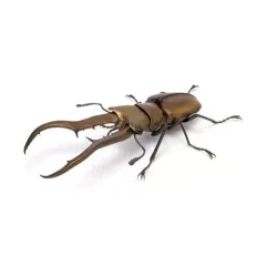 2025年最新】メタリフェルホソアカクワガタ標本の人気アイテム
