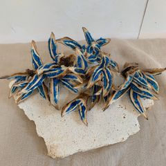 旅人の木A級品 9節 旅人の木 タビビトノキ 9節 - メルカリ