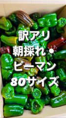訳アリ　朝採れ☀︎パリパリピーマン　80サイズぎっしり！